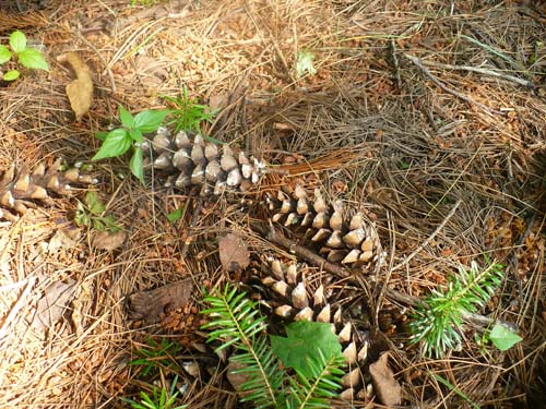 White pine cones on a bed of needles