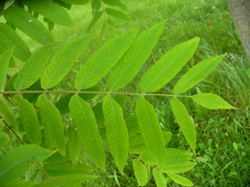 The 7-10 leaflets are arranged oppositely and appear almost stalkless. The leaves are hairy underneath, and the terminal leaflet is similar in size to the adjacent leaflets. Photo Sean Fox. 