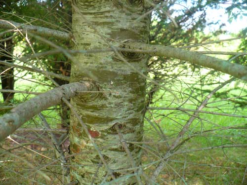 Balsam Fir bark