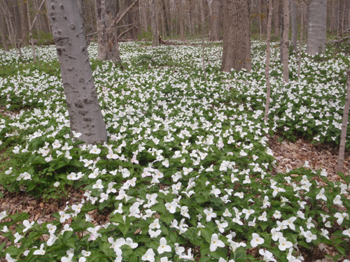 Victoria Woods in early May is alive with White Trillium blooms.