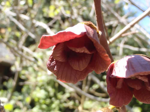 Pawpaw Flowers