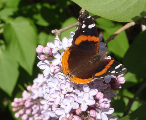 Red Admiral