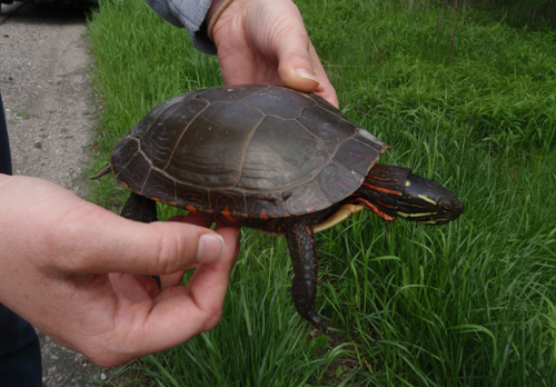 female Painted Turtle 