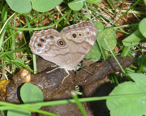 Northern Pearly-Eye 