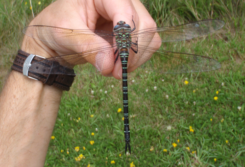 Swamp Darner