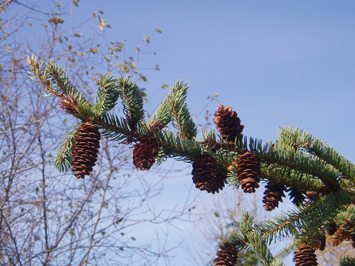 White Spruce Cones