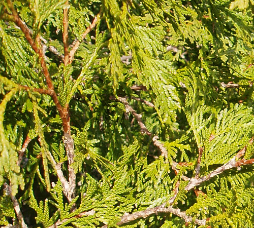 White Cedar Leaves