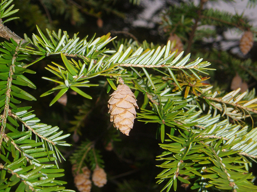 Hemlock Cones