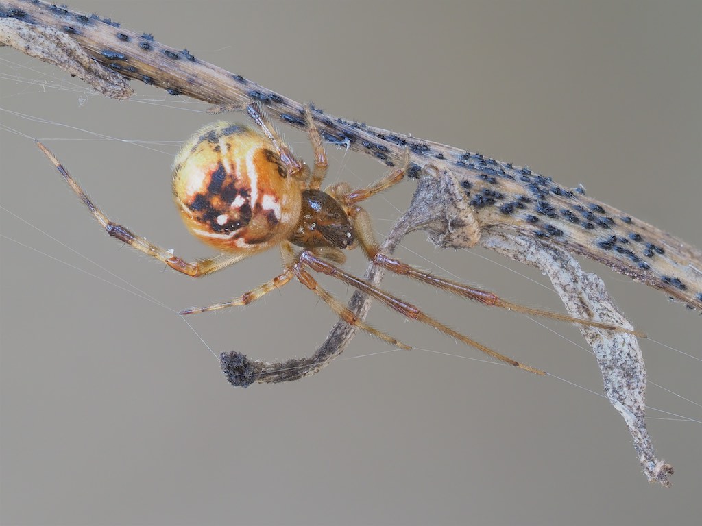 Famale Parasteatoda tepidariorum found in The Arboretum. Photo by John Reaume. 