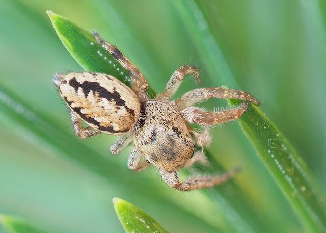 Pelegrina flaviceps