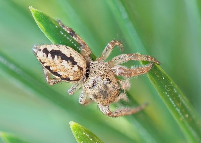 Female Pelegrina flaviceps found in The Arboretum. Photo by John Reaume. 