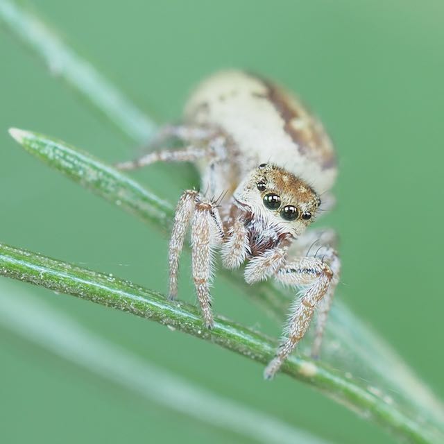 Female Pelegrina flaviceps found in The Arboretum. Photo by John Reaume. 