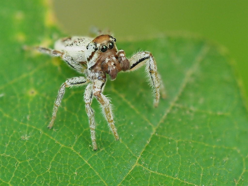 Pelegrina flavipes