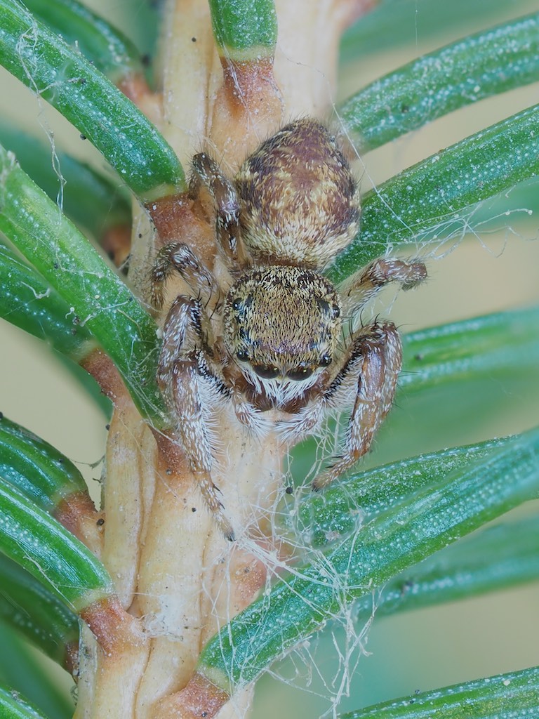 Pelegrina flavipes. Photo by John Reaume. 