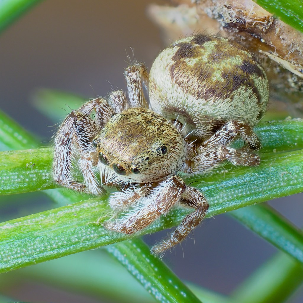 Pelegrina flavipes. Photo by John Reaume. 