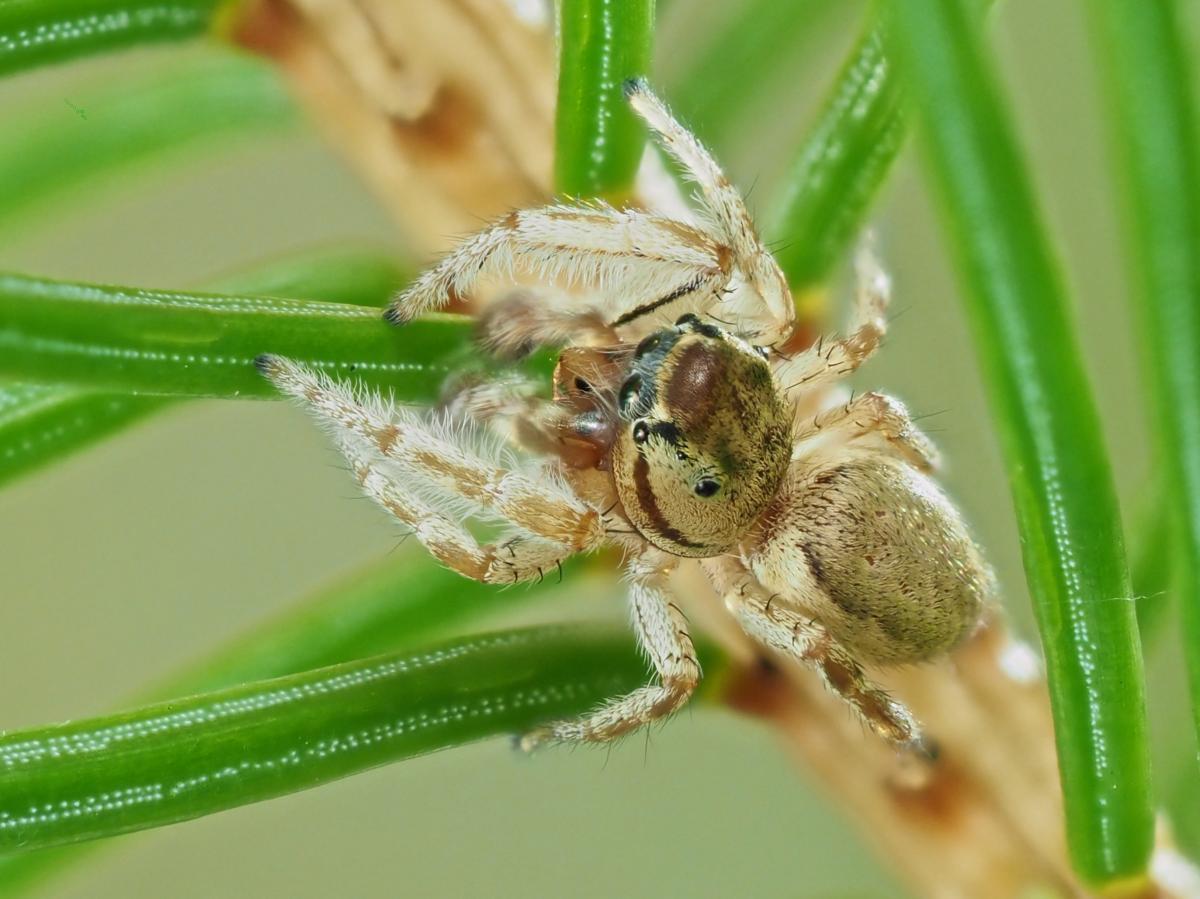 Pelegrina flavipes. Photo by John Reaume. 