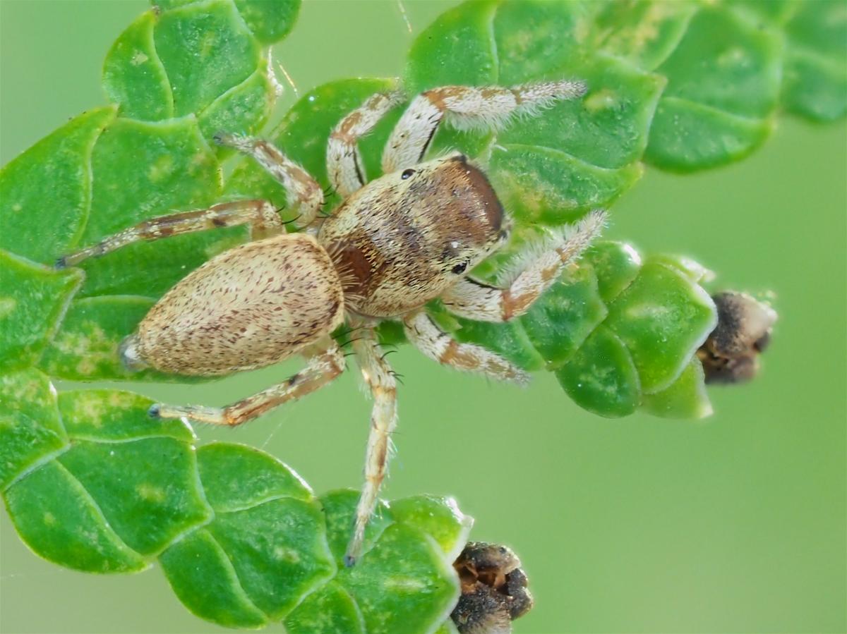 Pelegrina flavipes. Photo by John Reaume. 