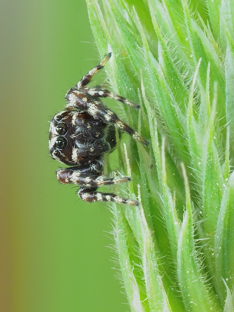 Pelegrina galathea (Peppered Jumper). Photo by John Reaume. 