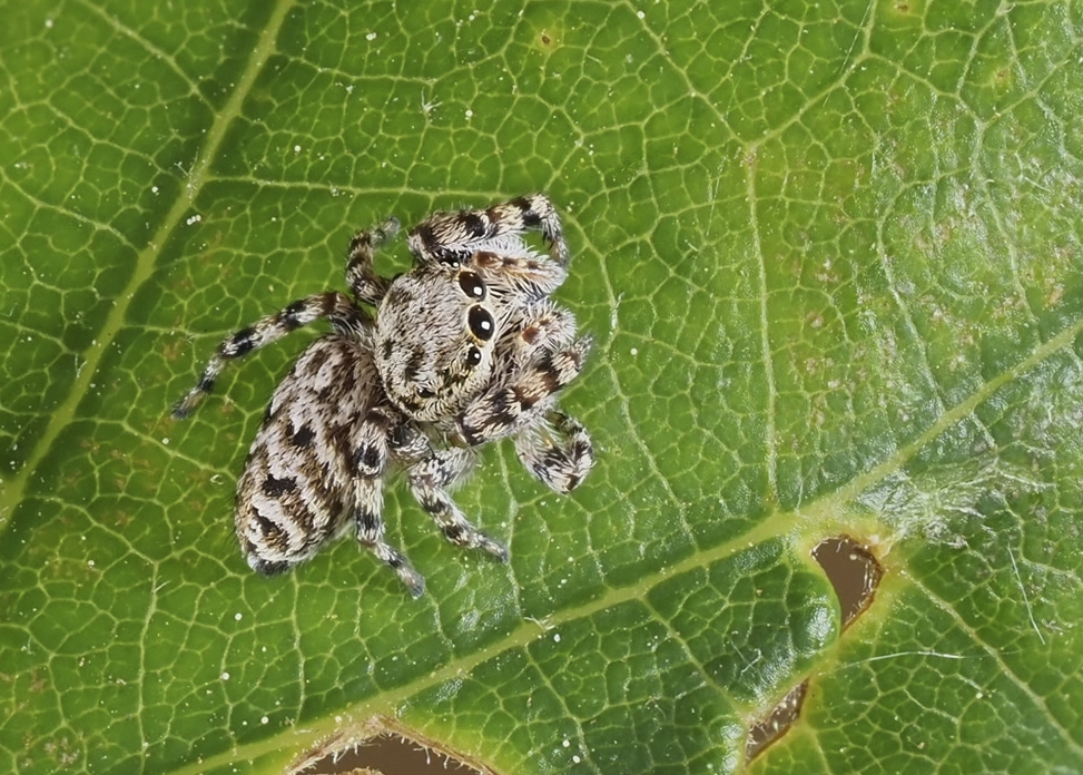 Pelegrina galathea (Peppered Jumper). Photo by John Reaume. 