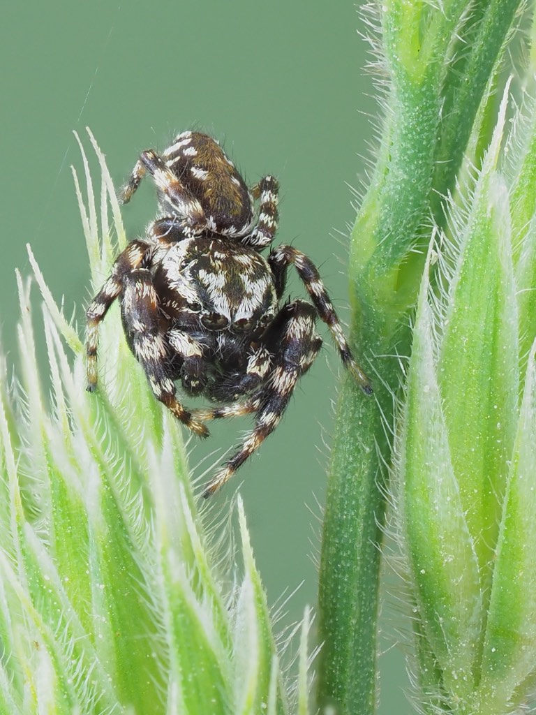 Pelegrina galathea (Peppered Jumper). Photo by John Reaume. 