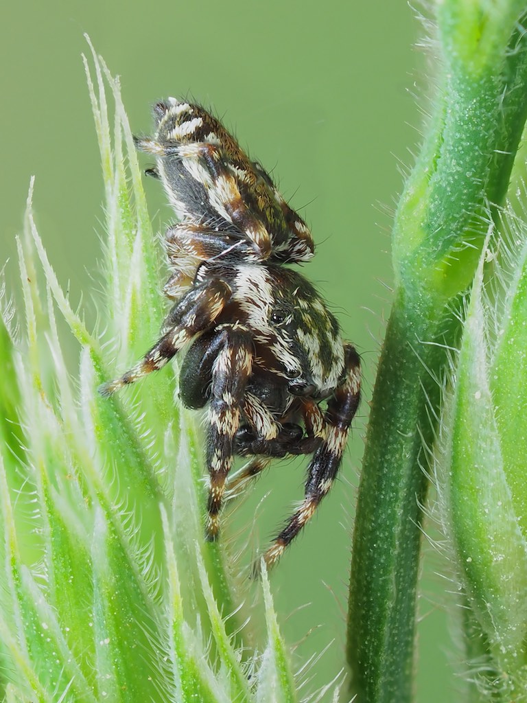 Pelegrina galathea (Peppered Jumper). Photo by John Reaume. 