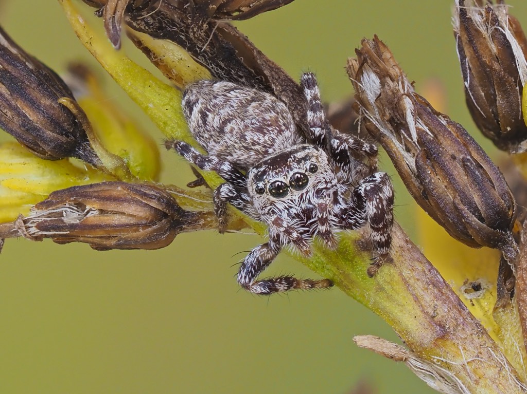 Pelegrina galathea (Peppered Jumper). Photo by John Reaume. 