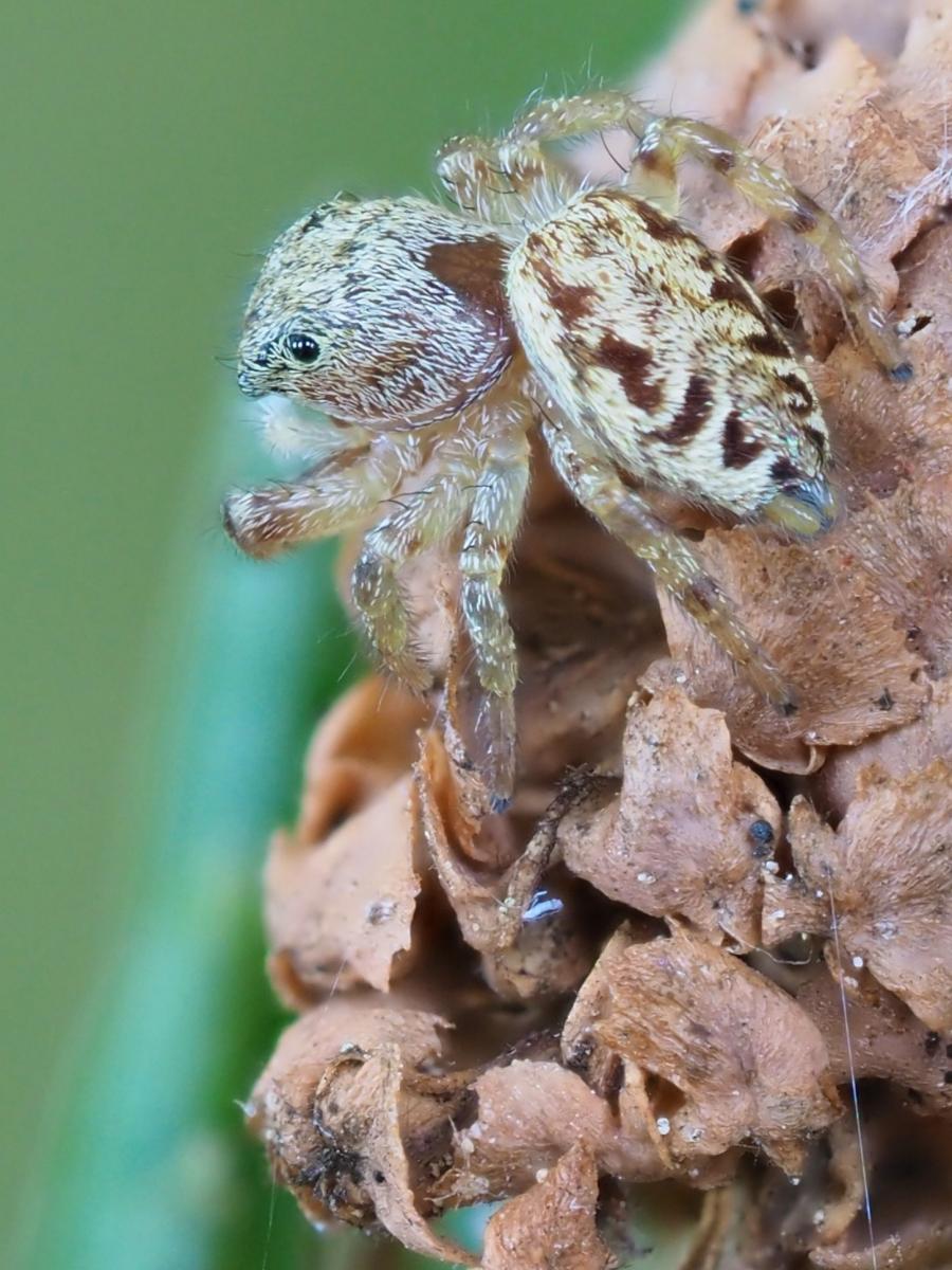 Pelegrina proterva. Photo by John Reaume. 