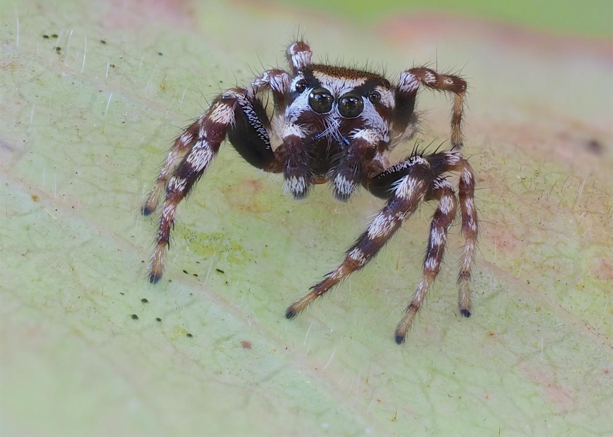 Pelegrina proterva. Photo by John Reaume. 