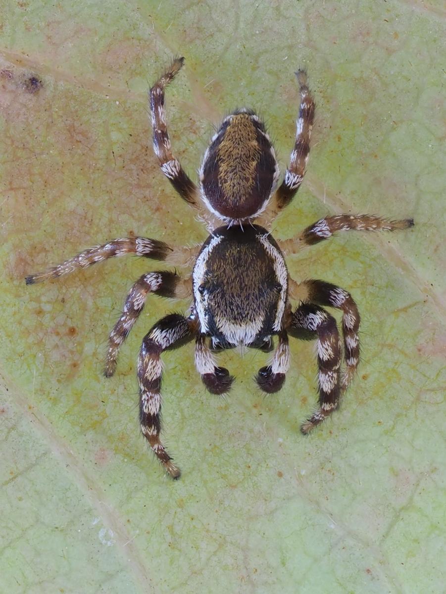 Pelegrina proterva. Photo by John Reaume. 