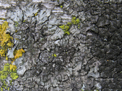 Our wooden benches are actually amazing for habouring a wide diversity of lichens. This is Mealy Shadow Lichen, Phaeophyscia orbicularis. Photo by Troy McMullin.