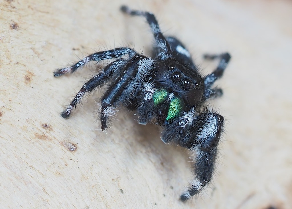 Phidippus audax (Bold Jumper) found in Rockwood, ON. Photo by John Reaume. 