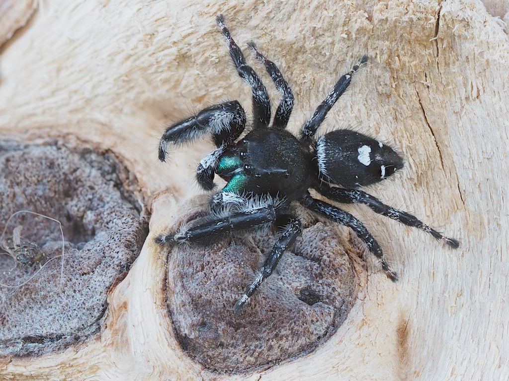 Phidippus audax (Bold Jumper) found in Rockwood, ON. Photo by John Reaume. 