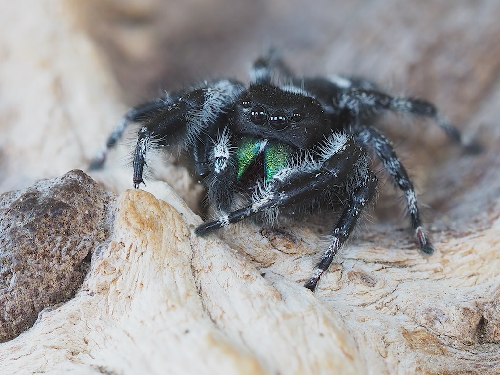 Phidippus audax (Bold Jumper) found in Rockwood, ON. Photo by John Reaume. 