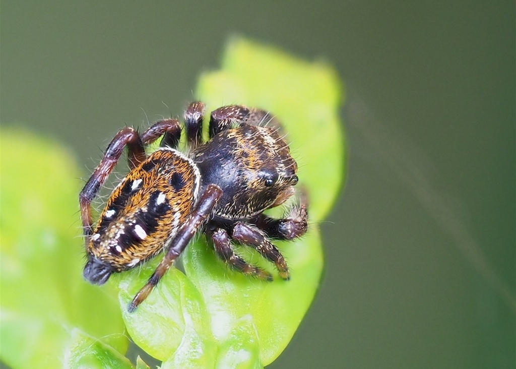 Phidippus clarus (Brilliant Jumper). Photo by John Reaume. 