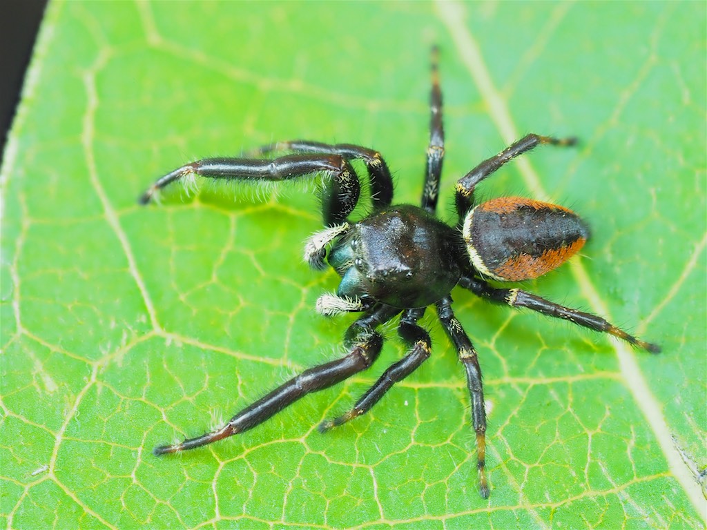 Phidippus clarus (Brilliant Jumper). Photo by John Reaume. 