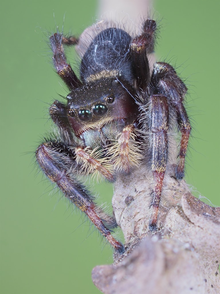 Phidippus clarus (Brilliant Jumper). Photo by John Reaume. 