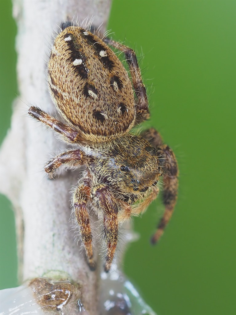 Phidippus clarus (Brilliant Jumper). Photo by John Reaume. 