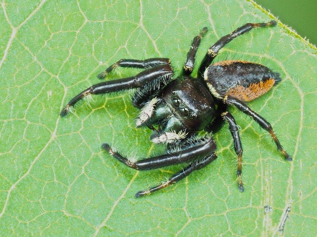 Phidippus clarus (Brilliant Jumper). Photo by John Reaume. 