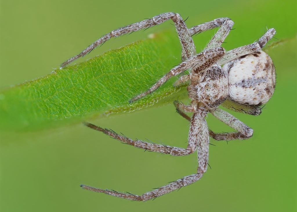 Philodromus imbecillus found in The Arboretum. Photo by John Reaume. 