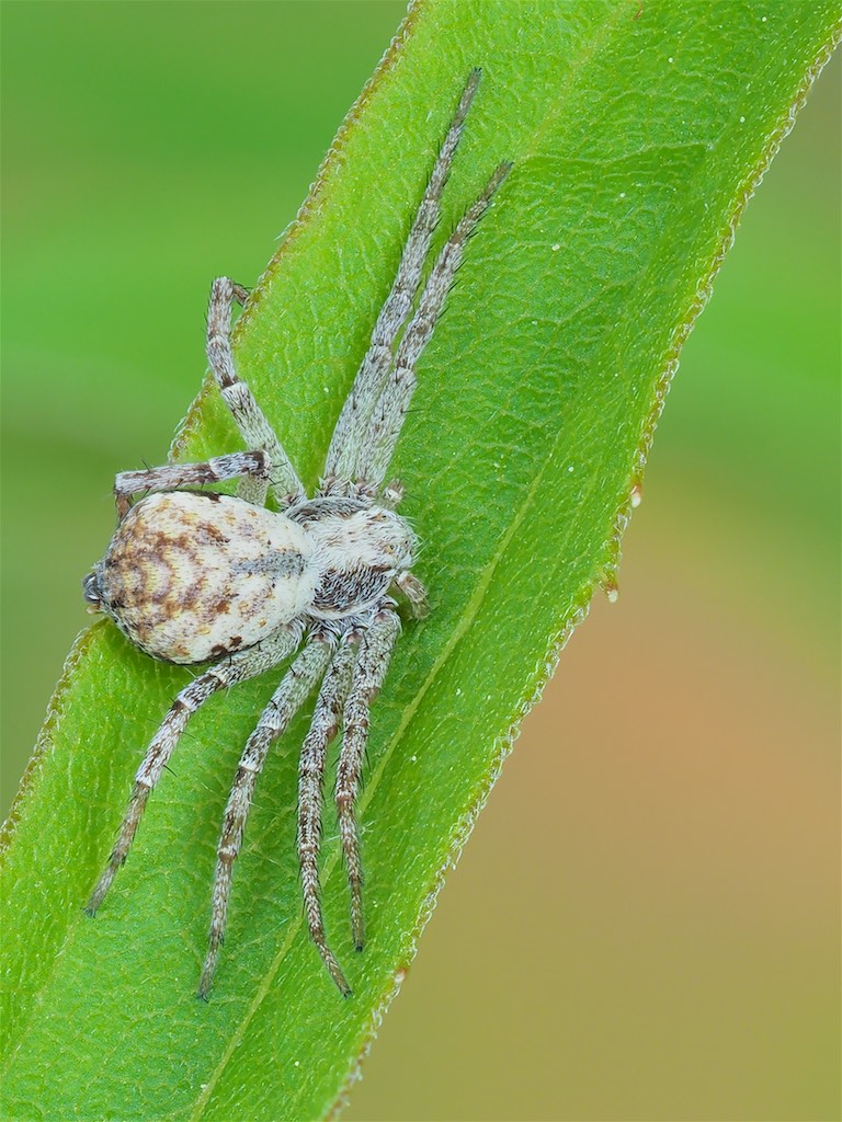 Philodromus imbecillus found in The Arboretum. Photo by John Reaume. 
