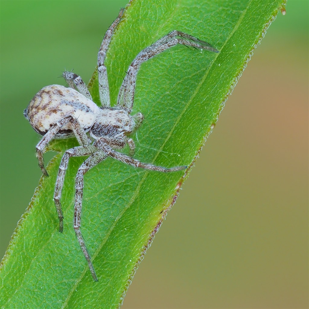 Philodromus imbecillus found in The Arboretum. Photo by John Reaume. 