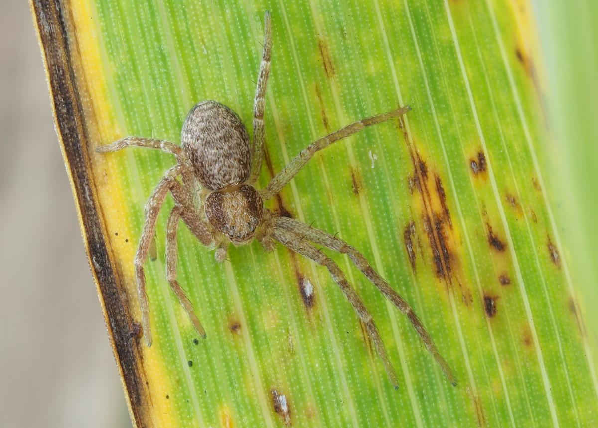 Philodromus rufus vibrans. Photo by John Reaume. 
