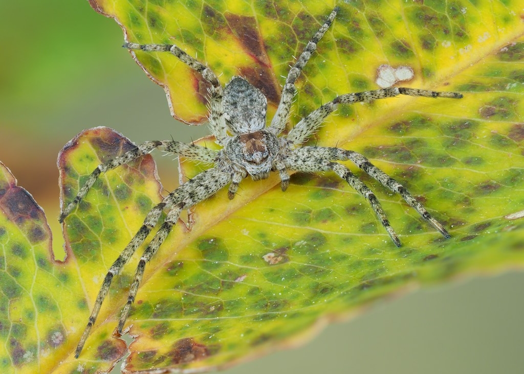 Immature Philodromus vulgaris found in The Arboretum. Photo by John Reaume. 