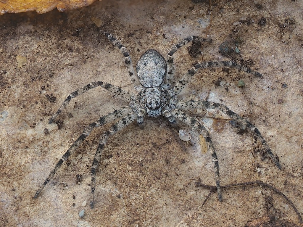 Immature Philodromus vulgaris found in The Arboretum. Photo by John Reaume. 