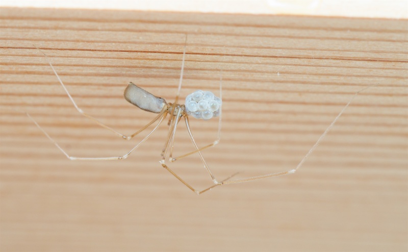Pholcus phalangioides (Long Bodied Cellar Spider). Photo by John Reaume. 