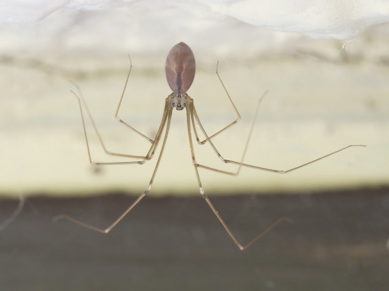 Pholcus phalangioides (Long Bodied Cellar Spider). Photo by John Reaume. 