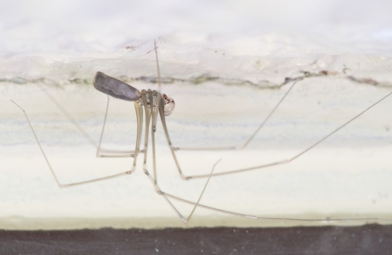Pholcus phalangioides (Long Bodied Cellar Spider). Photo by John Reaume. 