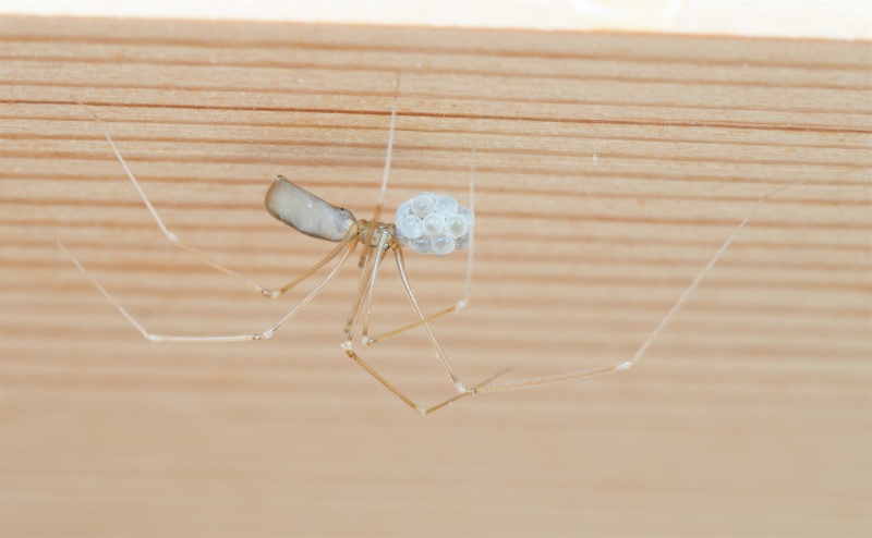 long bodied cellar spider pholcus phalangioides