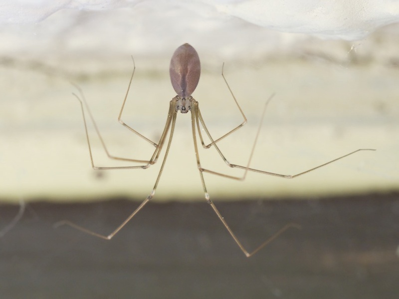 long bodied cellar spider male and female