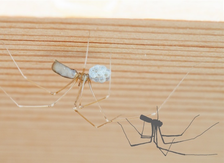 Pholcidae